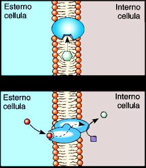Proteine strutturali
