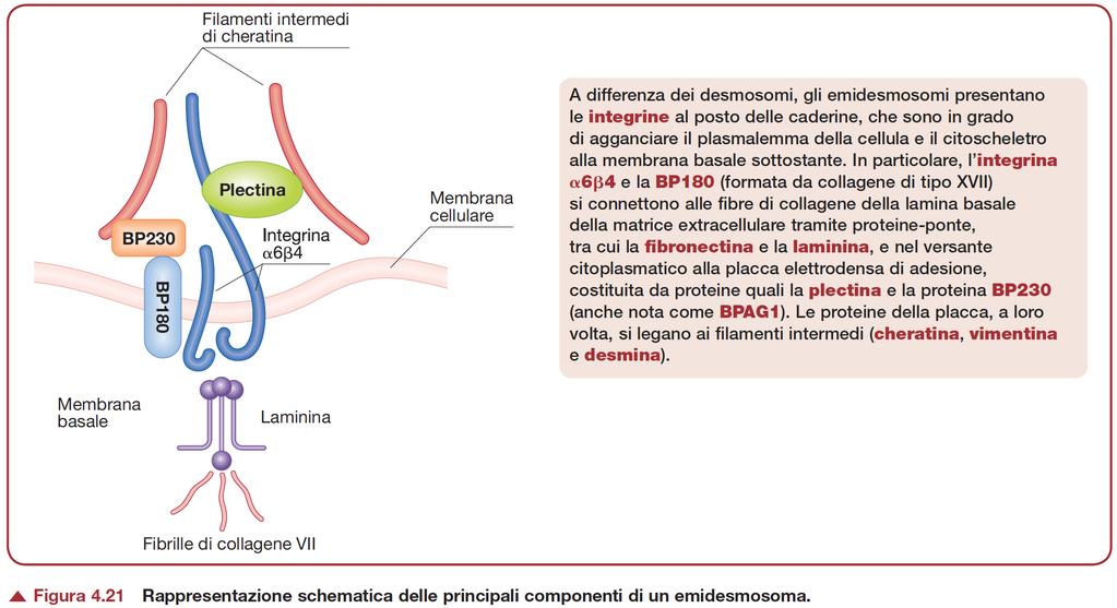 Emidesmosomi Composti da: Integrine (proteine di membrana),