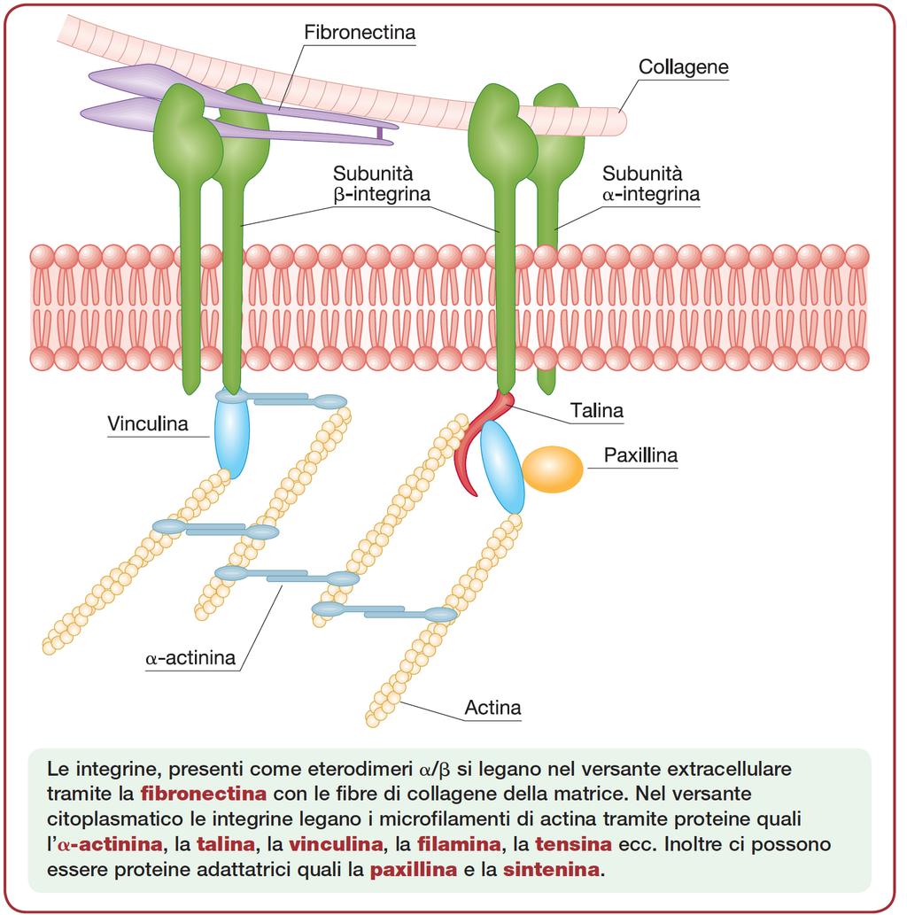 Contatti Focali Composti da: Integrine e proteine ponte