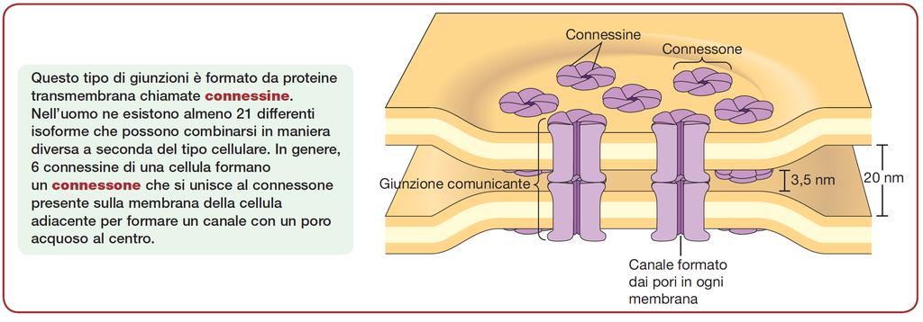 chiamate connessine che si