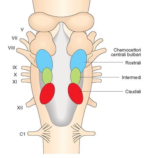 Controllo chimico della respirazione Chemocettori centrali Sono sensibili alla PCO 2 arteriosa Se PCO 2 e ph l attività dei recettori aumenta distribuiti su tre regioni ventrali del bulbo: