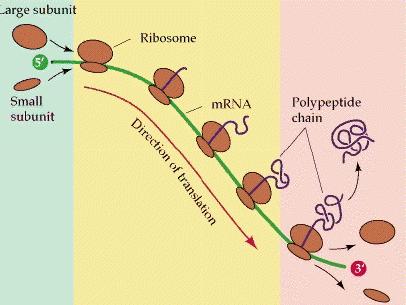UGA Destino proteico: l può essere tradotto da ribosomi liberi o ribosomi legati al