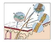 Micosi cutanee superficiali Le micosi cutanee sono malattie della pelle, dei peli, delle unghie e delle mucose visibili causate da miceti Da dermatofiti Tigna del