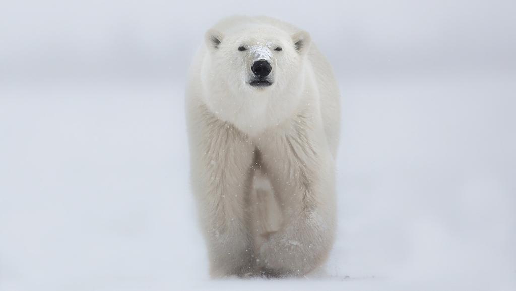 Churchill 2018 Nella tana dell orso polare Dal 3 al 12 Novembre E dal 10 al 19 Novembre Quello che proponiamo oggi è ben più di un semplice viaggio fotografico.