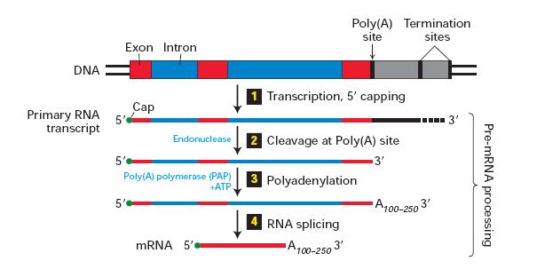 Processamento e maturazione del mrna negli