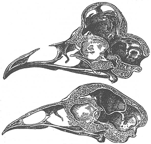 L ernia craniale Già nell 800 il naturalista inglese Charles Darwin mise a confronto il cranio di una Polish (in alto nella foto) con quello di una