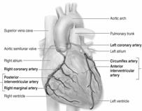 aortica giustifica il frequente cointeressamento delle due valvole