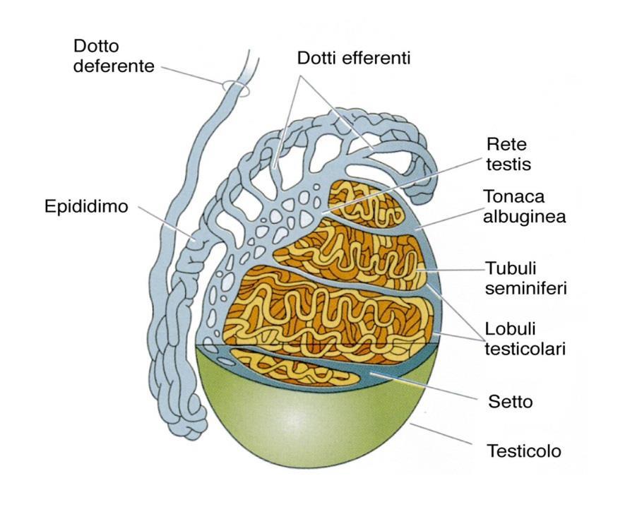 Testicolo: cenni di anatomia I testicoli hanno due funzioni: produzione
