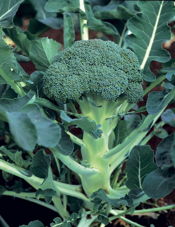 Green Belt F.1 Ibrido medio precoce che matura a 75 giorni circa dal trapianto. Corimbo di eccellente qualità e buona tenuta di campo, con grana molto fine ed un attraente gambo liscio.