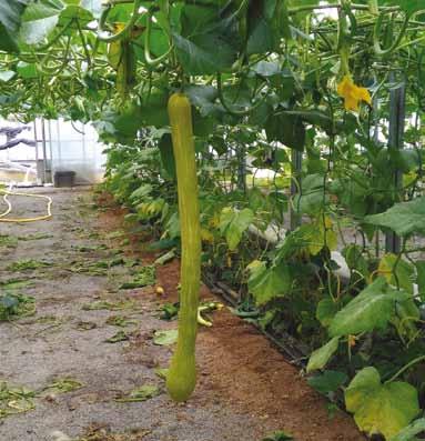 Trombetta - Pianta vigorosa con lunghi tralci - I frutti sono di colore verde chiaro, di forma cilindrica, allungati e sottili.