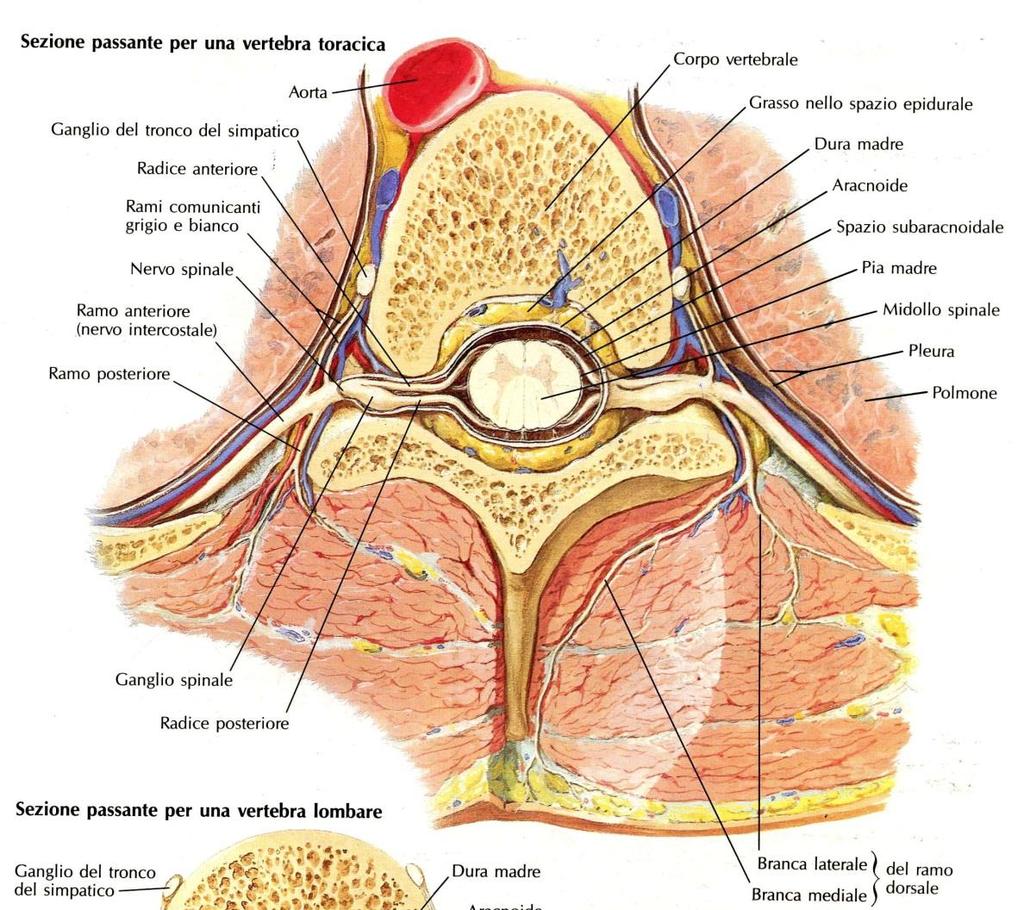 I nervi spinali sono MISTI da unione radice ventrale -> motoria trasporta informazioni per specifico territorio