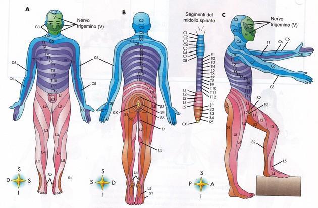 Dermatomero: area cutanea innervata da un singolo nervo spinale (da una singola radice sensitiva/dorsale di un nervo spinale).