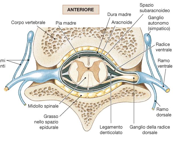 Meningi L encefalo e il MS sono avvolti da 3 membrane fibrose -> meningi Pia madre Aracnoide Spazio