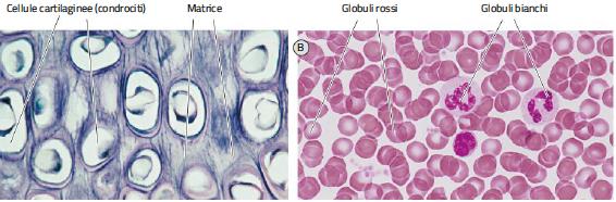 l la cartilagine (matrice molto resistente, robusta e flessibile); l