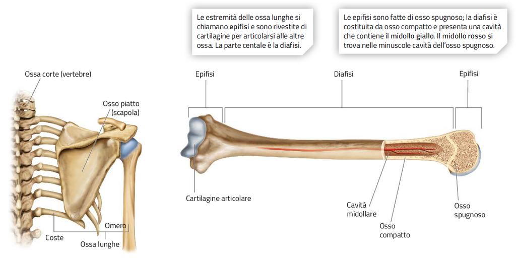 10. La struttura e le