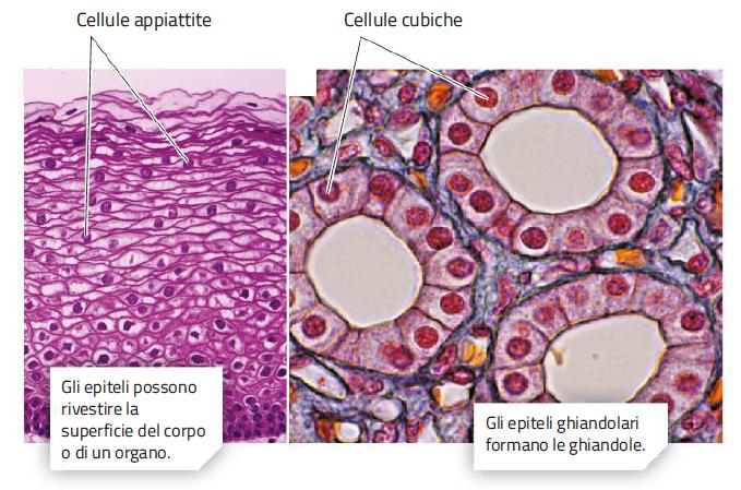 2. Il tessuto epiteliale /1 Gli epiteli hanno la funzione di rivestire, proteggere e delimitare i