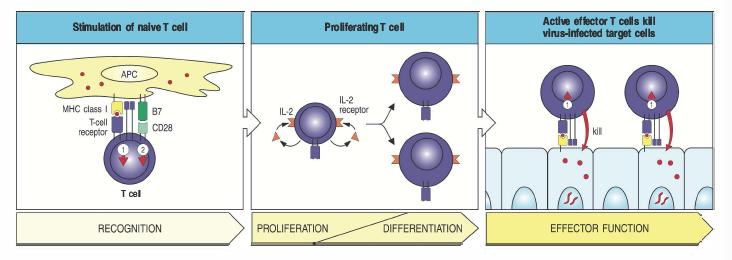 Le cellule T proliferanti differenziano in cellule T effettrici che non richiedono co-stimolazione Dal momento che non richiedono co-stimolazione, le cellule T