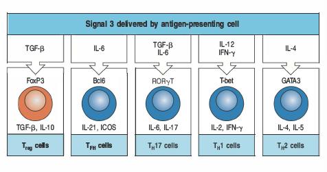 Variazioni nel segnale 3 dalle APCs porta le cellule CD4+ ad acquisire tipologie distinte di funzioni effettrici Il tipo di