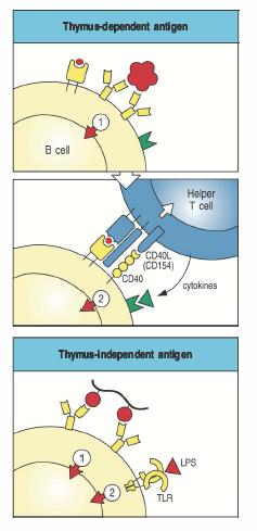 Antigeni timo-dipendenti e timo-indipendenti Sono necessari due segnali per l attivazione delle cellule B N1: legame al BCR N2: Antigeni timo-dipendenti: dato dalle T