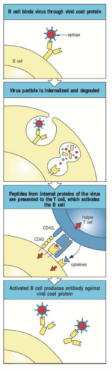 Le cellule T helper attivano le