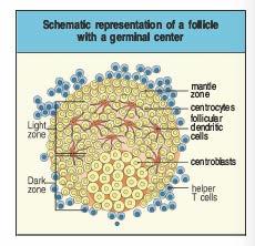 Centri germinativi Inizialmente le cellule B dei centri germinativi proliferano estesamente (ogni 6-8 ore) nella dark zone e sono chiamate centroblasti Attraverso cambio di espressione di molecole di