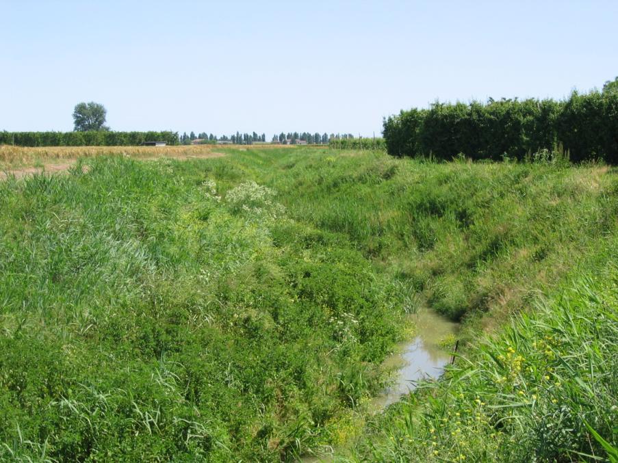sfalciare le eventuali erbe spontanee fiorite sottostanti la coltura da trattare In Emilia-Romagna tale disposizione è stabilita dal Decreto n. 130 del 4 marzo 1991.