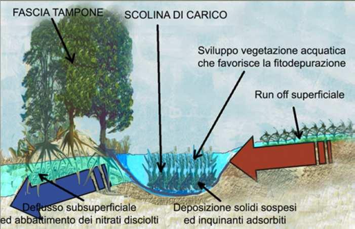 meccanismi più importanti sono: 1) sedimentazione del