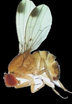 Monitoraggio e ruolo di Drosophila suzukii in vigneti piemontesi *PROGRAMMA