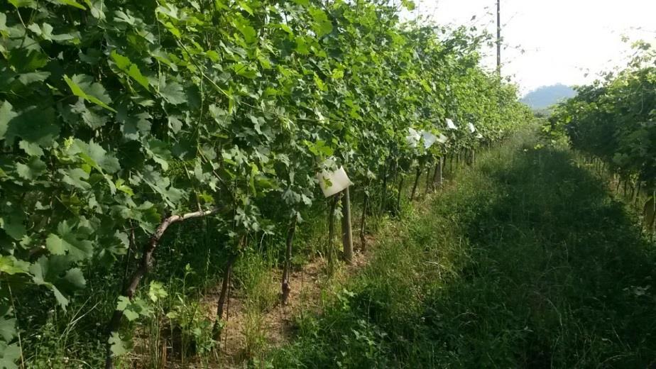 Insacchettamento dei grappoli di Barbera e Nebbiolo ad allegagione 10 giugno 2017