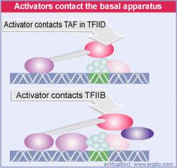 Come agiscono gli attivatori Gli attivatori sono composti da domini indipendenti: il dominio di legame al DNA (classificazione degli attivatori); il dominio di connessione (linker); il dominio di