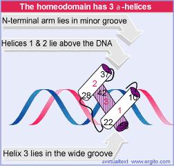 L omeodominio è il dominio di legame al DNA L omeodominio forma 3 α-eliche.