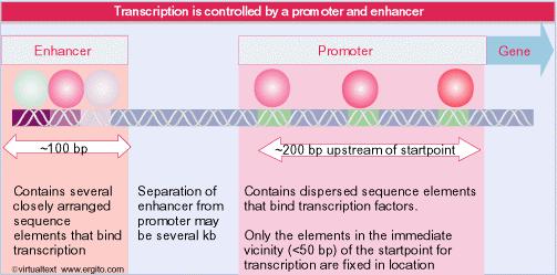 L inizio della trascrizione negli eucarioti necessita della RNA polimerasi e dei fattori di trascrizione.