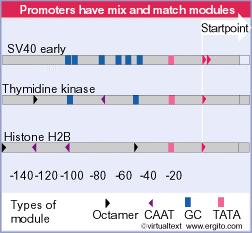 La struttura del promotore è flessibile I promotori sono organizzati in maniera combinatoriale.