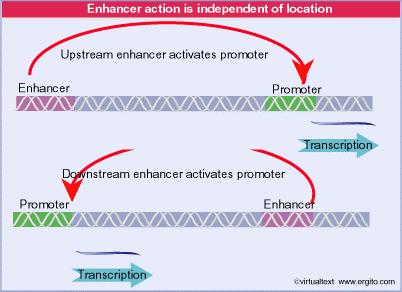 Gli enhancer contengono elementi si sequenza che funzionano in entrambi gli orientamenti e che facilitano l inizio della trascrizione Non sempre i promotori funzionano da soli.