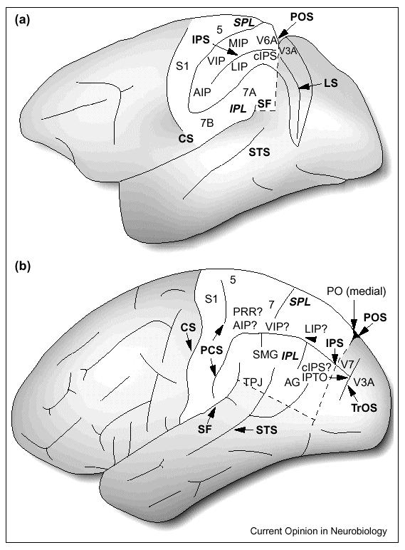 Via dorsale e guida dell azione: Evidenze Neurofisiologiche Nella parte posteriore del lobo parietale (al di fuori di S1) si possono distinguere: Neuroni