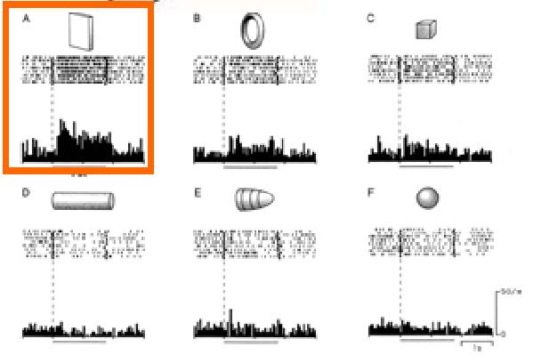 Grasping: afferrare gli oggetti Cellule diverse di AIP possono mostrare selettività nella risposta alla presentazione di stimoli