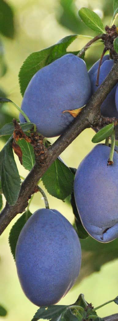 La produzione dei frullati di frutta Prima al mondo, Natura Nuova adotta e perfeziona il processo di trasformazione a freddo della frutta: solo dopo esser stata lavata, selezionata, sbucciata e