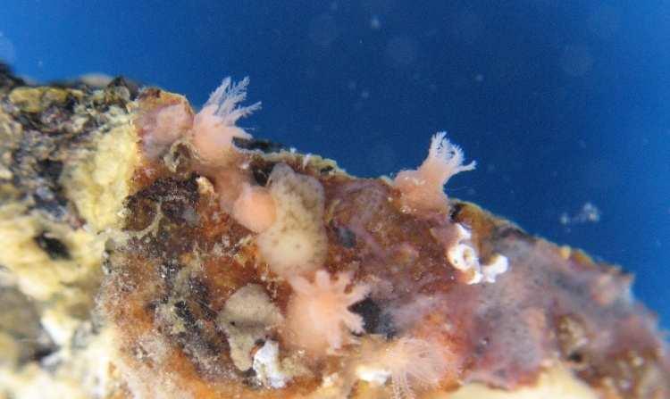 più diffuso per indicare i Clavularidae (altri modi sono coralli chiodi di garofano o coralli felce).
