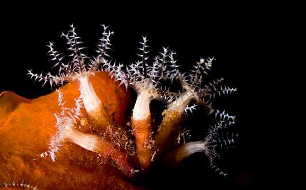 profondità medio basse in tutti i mari del mondo (soprattutto tropicali); in Mediterraneo sono