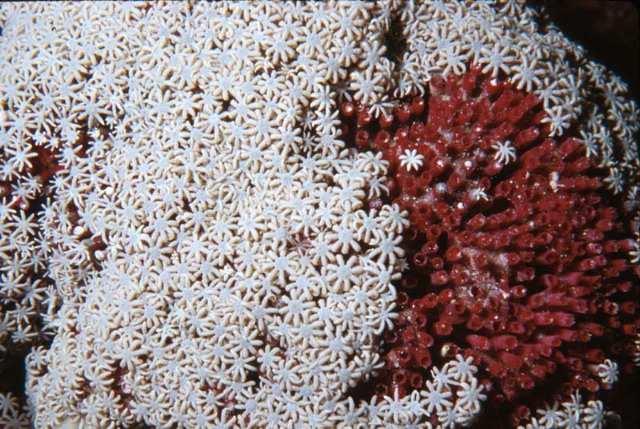 TUBIPORIDAE Formato da un solo genere (Tubipora) e 5 specie (di cui la più importante e diffusa è Tubipora musica), i Tubiporidae sono comunemente conosciuti come coralli a canne d organo, perché il