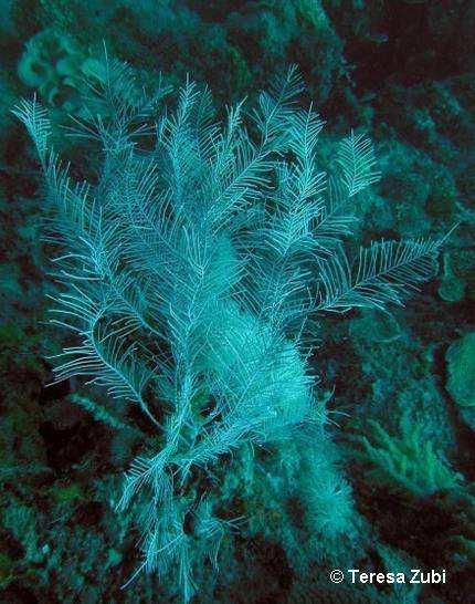 paucispina e Dendrobrachia fallax In genere questi Alcyoniina sono di dimensioni medio-piccole e non superano i 40-60 centimetri di altezza.