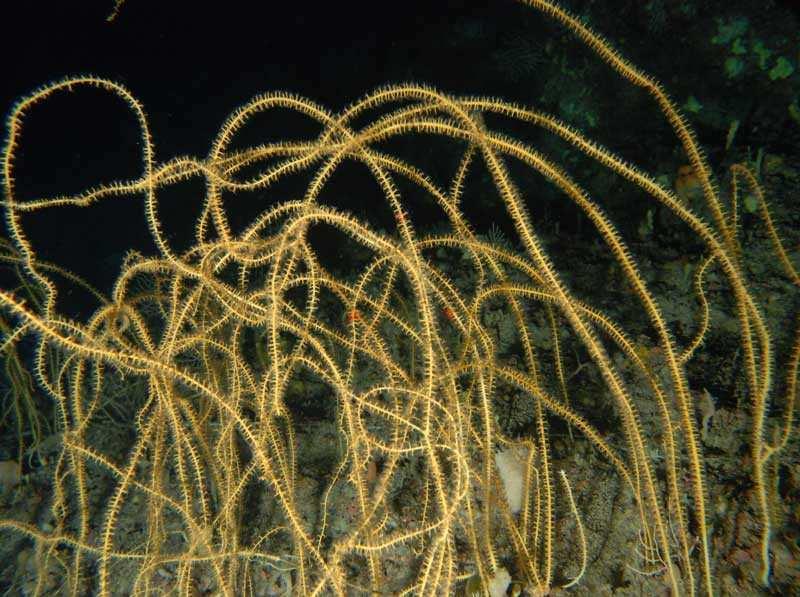 lineari o cespugliosi (non mancano però le specie a ventaglio); il loro asse, indurito da piccoli