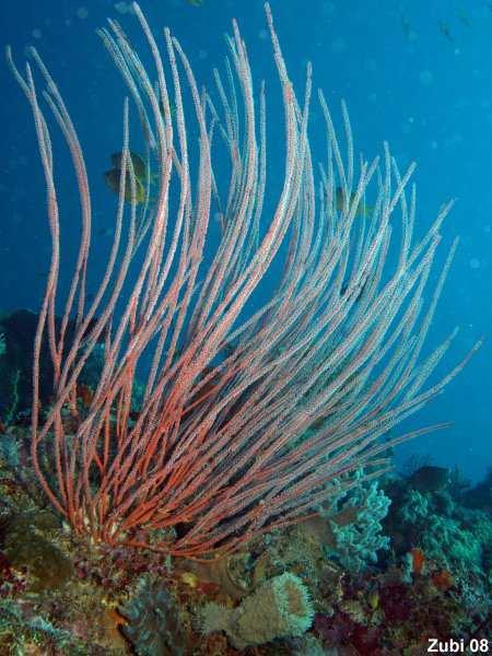 Gli Ellisellidae sono presenti anche in Mediterraneo, principalmente con Ellisella