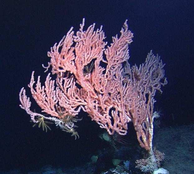 In Mediterraneo è abbastanza comune Isidella elongata, la cosiddetta gorgonia bamboo bianca che vive sui fondali sabbiosi a partire dai 100-200 metri di profondità.