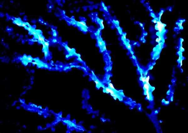 I Calcaxonia che vivono in profondità (soprattutto gli Isididae, i Primnoidae e gli Ellisellidae) e, quindi, in ambienti completamente oscuri, sono spesso dotati di bioluminescenza, ovvero della