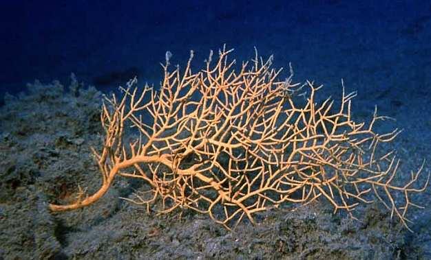 Leptogorgia sarmentosa è una gorgonia di