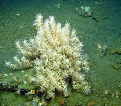 Diffusi soprattutto nei mari tropicali a medio-basse medio profondità o in acque profonde, gli Anthothelidae non raggiungono grandi dimensioni (le specie a forma eretta si sviluppano al massimo in