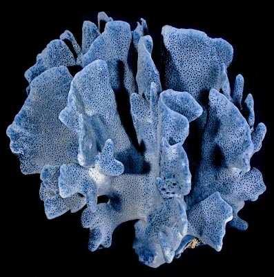 (corallo blu bianco-bordato) e un inconfondibile presenza di pori grandi e piccoli sulla superficie del loro rivestimento esterno.