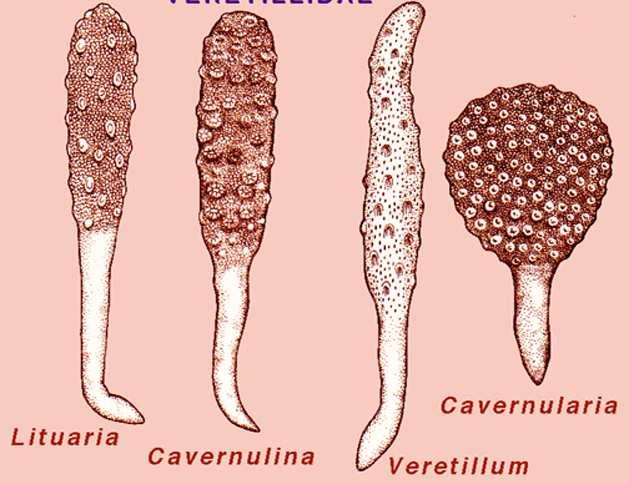 Il nome specifico di quadrangularis gli deriva dal fatto che l asse interno di colore biancastro che sorregge il cormo ha una caratteristica sezione quadrangolare e non cilindrica, come nella maggior