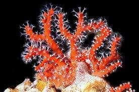 CLASSE ANTHOZOA Il nome Anthozoa significa letteralmente fiori animali e deriva loro dal fatto che gli esemplari appartenenti a questa classe sono stati considerati dei fiori o delle piante sin dai